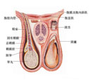 男性睪丸及附睪結(jié)構(gòu)圖