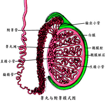 導致男性睪丸炎的原因有那些